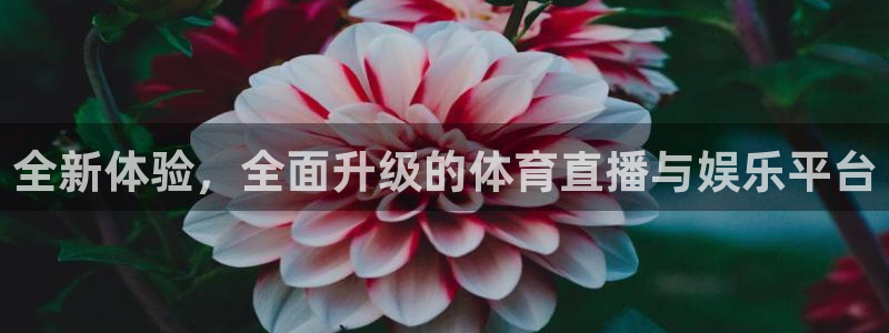 雨燕乐球直播nba：全新体验，全面升级的体育直播与娱乐平台